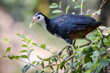 চিরবিরহী ডাহুক